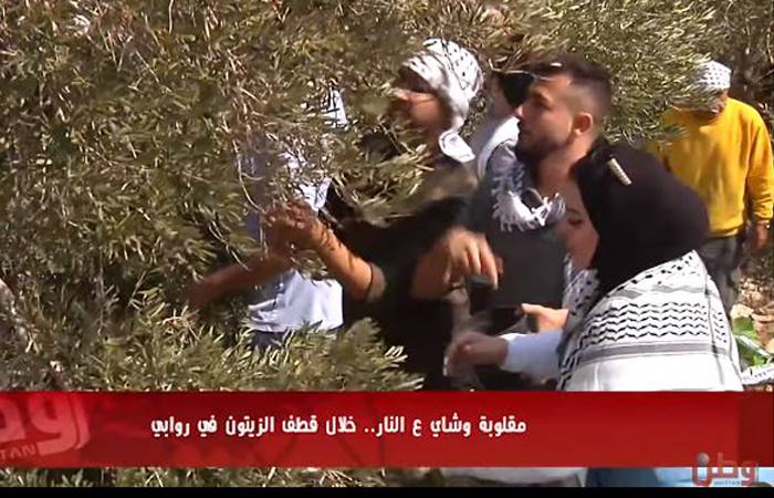 مقلوبة وشاي ع النار.. خلال قطف الزيتون في روابي